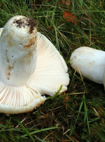 HOLUBINKA NAZELENALÁ – Russula virescens – JEDLÁ – FOTO: Josef Slavíček