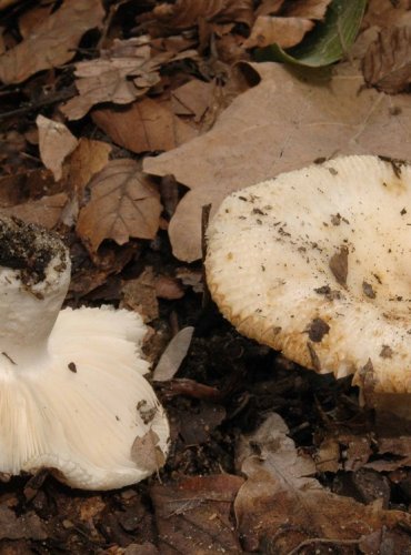 HOLUBINKA HŘEBÍLKATÁ – Russula amoenolens – NEJEDLÁ – FOTO: Josef Slavíček