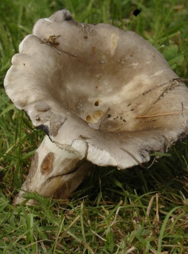 HOLUBINKA OSMAHLÁ – Russula adusta – JEDLÁ – FOTO: Josef Slavíček