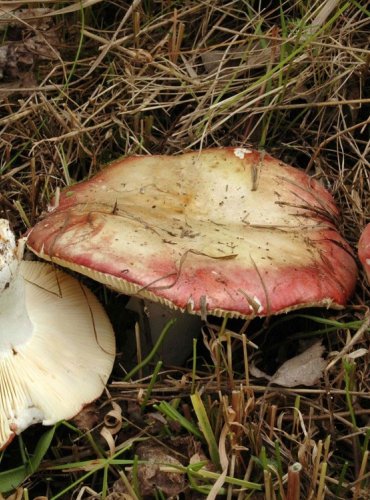 HOLUBINKA PARKOVÁ – Russula exalbicans – JEDLÁ – FOTO: Josef Slavíček