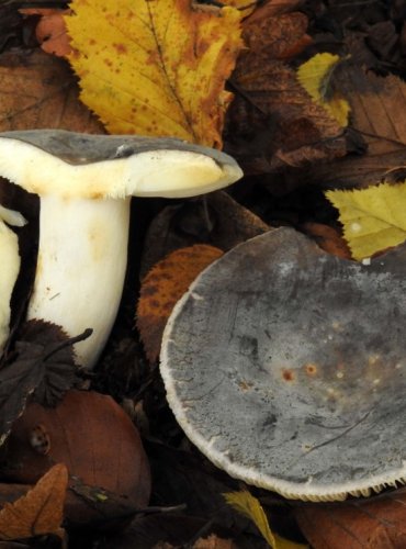 HOLUBINKA PODMRAČNÁ – Russula parazurea – JEDLÁ – FOTO: Josef Slavíček