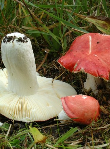 HOLUBINKA RUMĚNÁ – Russula pseudointegra – NEJEDLÁ – FOTO: Josef Slavíček