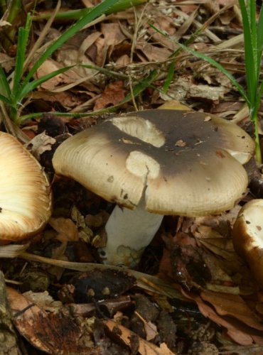 HOLUBINKA SESTERSKÁ – Russula sororia – NEJEDLÁ – FOTO: Josef Slavíček