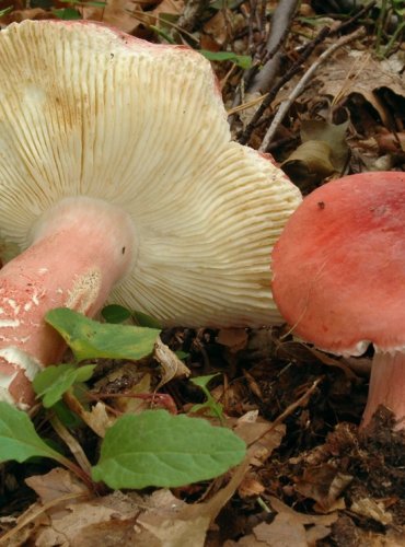 HOLUBINKA SLIČNÁ – Russula lepida – NEJEDLÁ – FOTO: Josef Slavíček