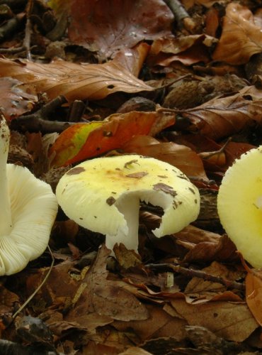 HOLUBINKA SLUNEČNÍ – Russula solaris – NEJEDLÁ – FOTO: Josef Slavíček