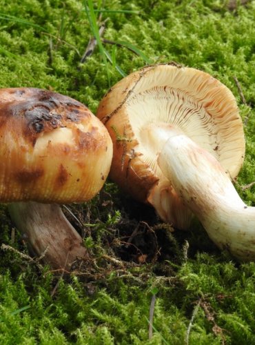 HOLUBINKA SMRDUTÁ – Russula foetens – NEJEDLÁ – FOTO: Josef Slavíček