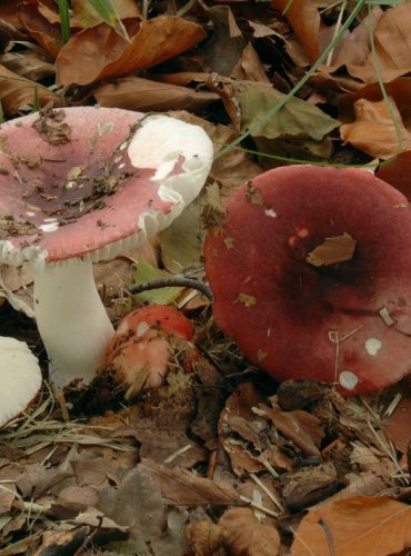 HOLUBINKA TMAVOČERVENÁ – Russula atrorubens – NEJEDLÁ – FOTO: Josef Slavíček