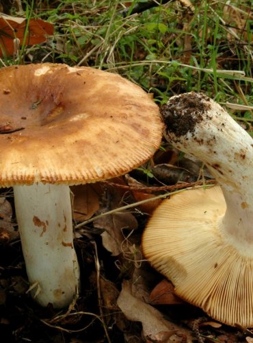 HOLUBINKA TMAVOLEMÁ – Russula illota – NEJEDLÁ – FOTO: Josef Slavíček