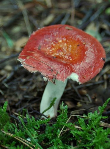 HOLUBINKA VELENOVSKÉHO – Russula velenovskyi – JEDLÁ – FOTO: Josef Slavíček