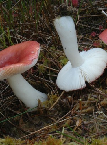 HOLUBINKA VODNATÁ – Russula aquosa – NEJEDLÁ – FOTO: Josef Slavíček