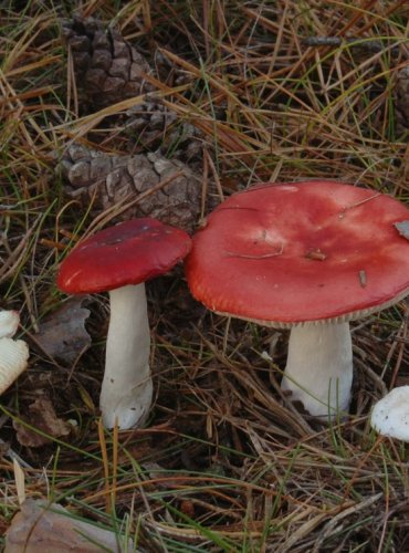 HOLUBINKA VRHAVKA – Russula emetica – NEJEDLÁ – FOTO: Josef Slavíček