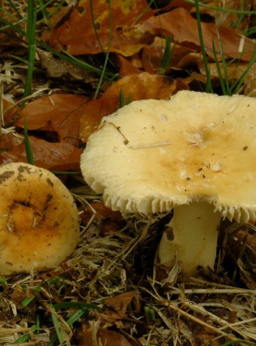 HOLUBINKA ŽLUČOVÁ – Russula fellea – NEJEDLÁ – FOTO: Josef Slavíček