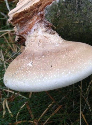 BŘEZOVNÍK OBECNÝ – Piptoporus betulinus – FOTO: Josef Slavíček