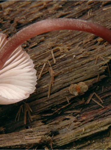 HELMOVKA KRVONOHÁ – Mycena haematopus – FOTO: Josef Slavíček