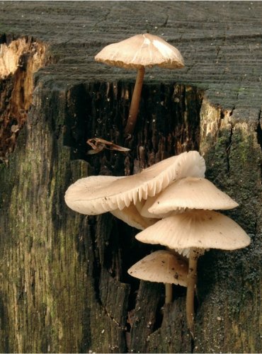 HELMOVKA TUHONOHÁ – Mycena galericulata – FOTO: Josef Slavíček