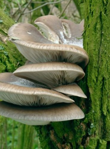 HLÍVA ÚSTŘIČNÁ – Pleurotus ostreatus – FOTO: Josef Slavíček