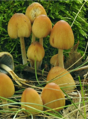 HNOJNÍK TŘPYTIVÝ – Coprinellus micaceus – FOTO: Josef Slavíček