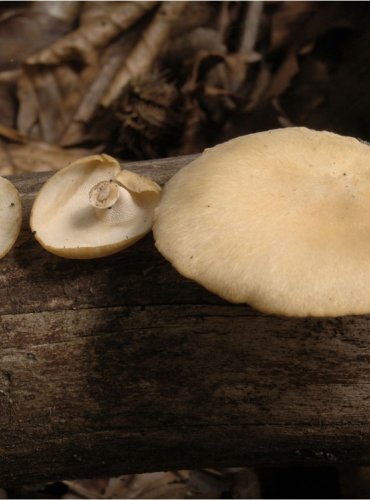 CHOROŠ MĚNLIVÝ – Polyporus varius – FOTO: Josef Slavíček