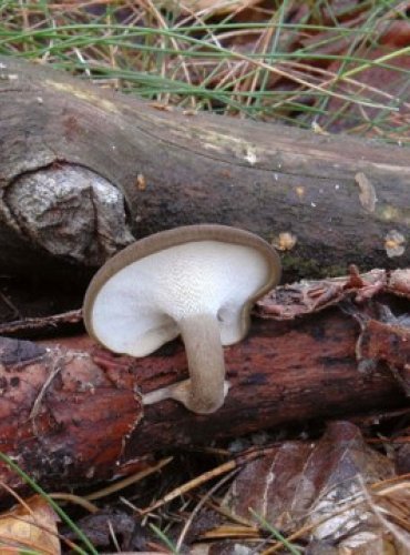 CHOROŠ ZIMNÍ – Polyporus brumalis – FOTO: Josef Slavíček