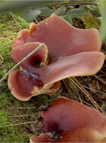 CHOROŠ SMOLONOHÝ – Polyporus badius – FOTO: Josef Slavíček