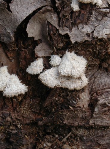 KLANOLÍSTKA OBECNÁ – Schizophyllum commune – FOTO: Josef Slavíček