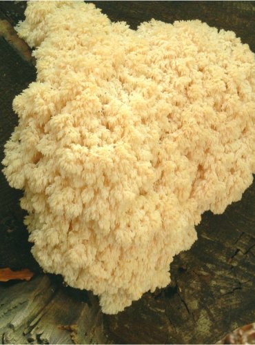 KORÁLOVEC BUKOVÝ – Hericium coralloides – FOTO: Josef Slavíček