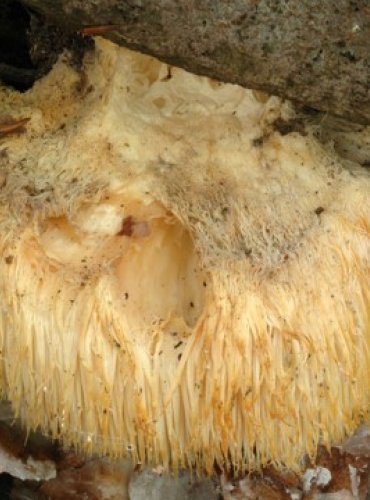 KORÁLOVEC JEŽATÝ – Hericium erinaceus – FOTO: Josef Slavíček