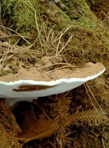 LESKLOKORKA PLOSKÁ – Genoderma applanatum – FOTO: Josef Slavíček
