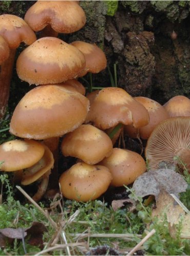 OPEŇKA MĚNLIVÁ – Kuehneromyces mutabilis – FOTO: Josef Slavíček