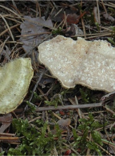 OUTKOVKA CHLUPATÁ – Trametes hirsuta – FOTO: Josef Slavíček