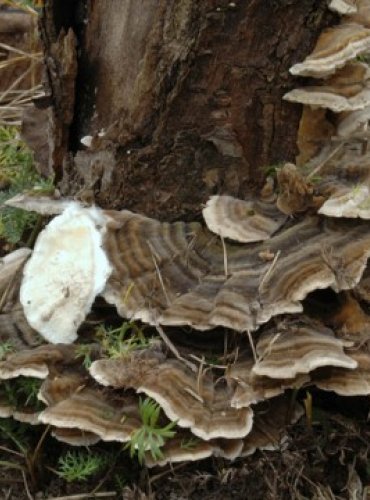 OUTKOVKA PESTRÁ – Trametes versicolor – FOTO: Josef Slavíček

