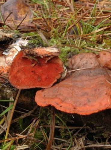 OUTKOVKA RUMĚLKOVÁ – Pycnoporus cinnabarinus – FOTO: Josef Slavíček