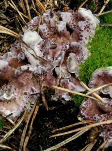 PEVNÍK NACHOVÝ – Chondrostereum purpureum – FOTO: Josef Slavíček