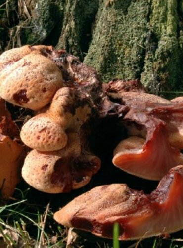 PSTŘEŇ DUBOVÝ – Fistulina hepatica – FOTO: Josef Slavíček