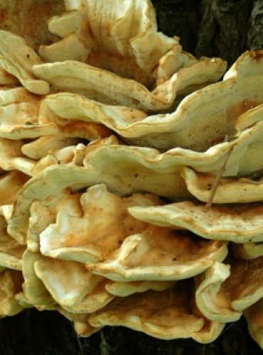 SÍROVEC ŽLUTOORANŽOVÝ – Laetiporus sulphureus – FOTO: Josef Slavíček