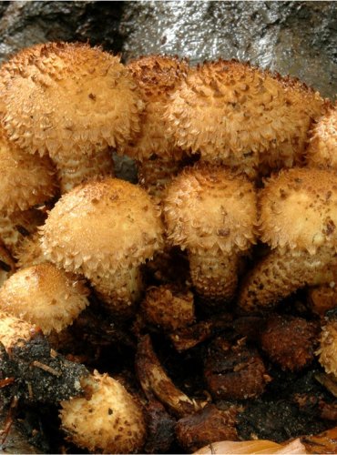 ŠUPINOVKA KOSTRBATÁ – Pholiota squarrosa – FOTO: Josef Slavíček