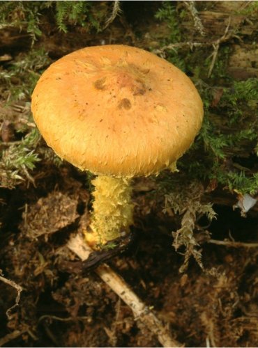 ŠUPINOVKA OHNIVÁ – Pholiota flammans – FOTO: Josef Slavíček