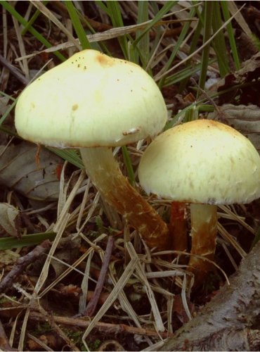 ŠUPINOVKA OLŠOVÁ – Pholiota alnicola – FOTO: Josef Slavíček