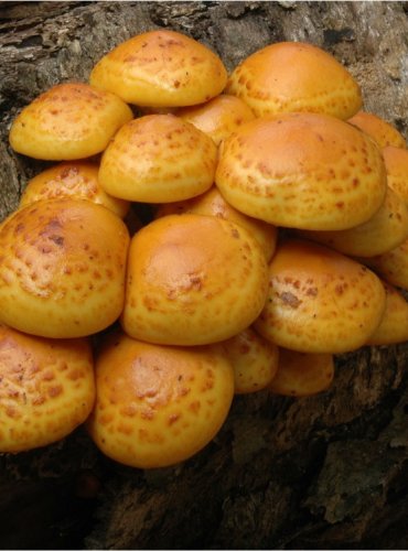 ŠUPINOVKA SLIZKÁ – Pholiota adiposa – FOTO: Josef Slavíček