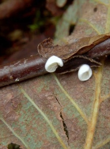 TREPKOVITKA BĚLOUČKÁ – Crepidotus epibryus – FOTO: Josef Slavíček