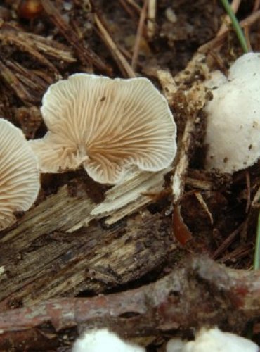 TREPKOVITKA MĚNLIVÁ – Crepidotus variabilis – FOTO: Josef Slavíček