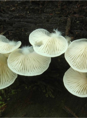 TREPKOVITKA ZPLOŠTĚLÁ – Crepidotus applanatus – FOTO: Josef Slavíček