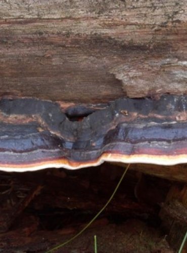 TROUDNATEC PÁSOVANÝ – Fomitopsis pinicola – FOTO: Josef Slavíček