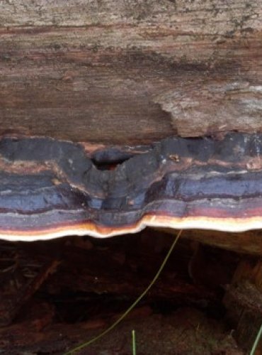 TROUDNATEC PÁSOVANÝ – Fomitopsis pinicola – FOTO: Josef Slavíček