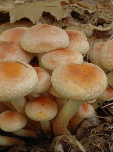 TŘEPENITKA CIHLOVÁ – Hypholoma lateritium – FOTO: Josef Slavíček