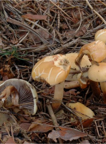 TTŘEPENITKA MAKOVÁ – Hypholoma capnoides – FOTO: Josef Slavíček