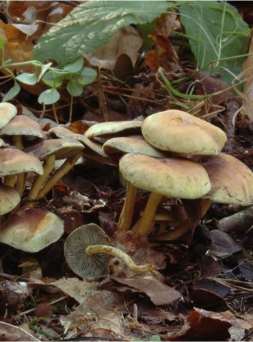 TŘEPENITKA SVAZČITÁ – Hypholoma fasciculare – FOTO: Josef Slavíček