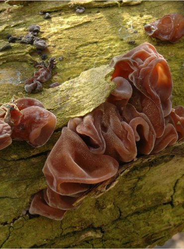 UCHO JIDÁŠOVO – Auricularia auricula-judae – FOTO: Josef Slavíček