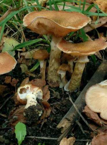 VÁCLAVKA HLÍZNATÁ – Armillaria gallica – FOTO: Josef Slavíček