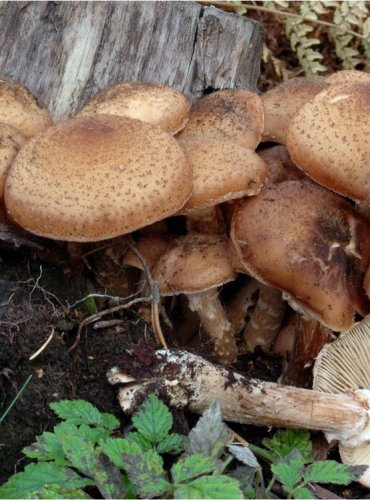 VÁCLAVKA SMRKOVÁ – Armillaria ostoyae – FOTO: Josef Slavíček